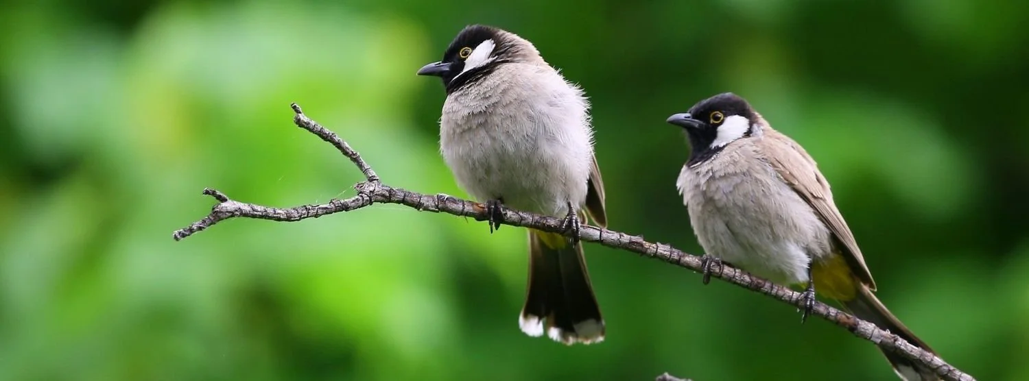 La biodiversité