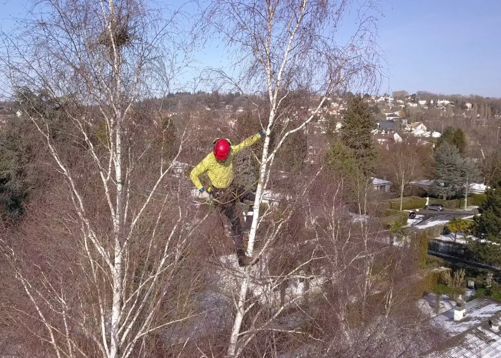 Arboriste effectuant une taille douce de restructuration d'un arbre en hiver