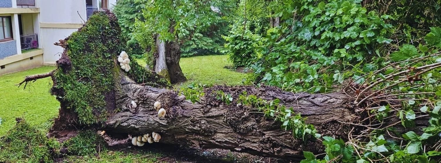 Peuplier tombé au sol, avec une présence de champignons à la base du tronc.