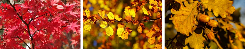 Feuilles des arbres en automne