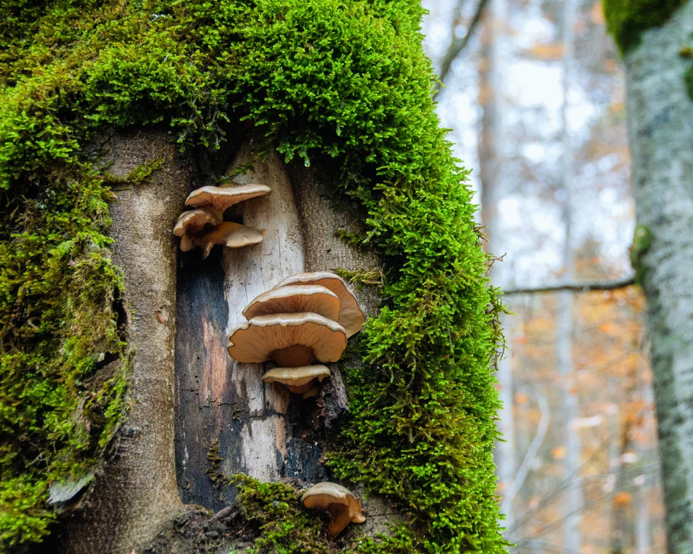 Présence de champignons lignivores sur le tronc d'un arbre, indiquant une dégradation du bois à observer