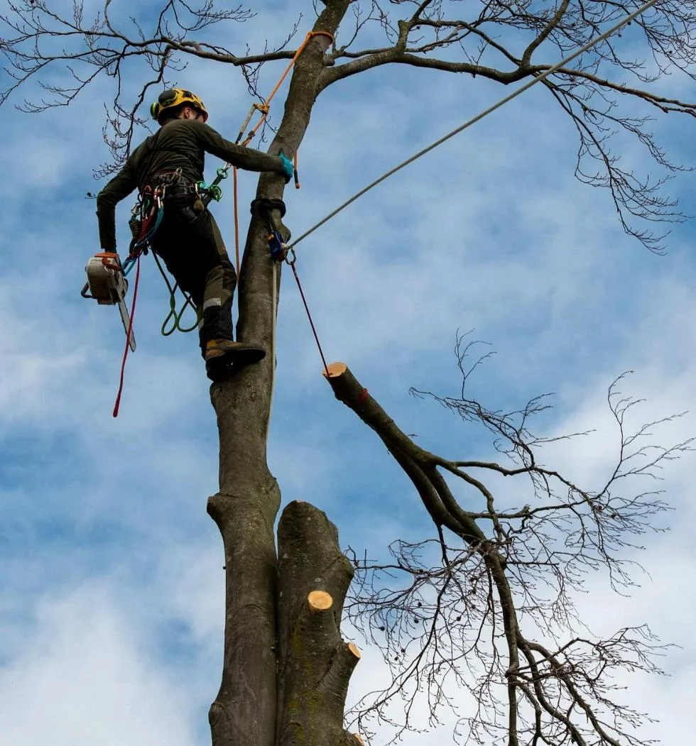 Abattage par démontage en rétention par un arboriste grimpeur Big Arbre 