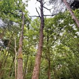 Niche écologique en pleine foret