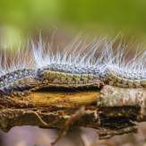 Groupe de chenilles sur tronc d'arbre – vigilance sanitaire