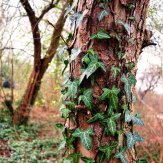 tree trunk 3281959 1280