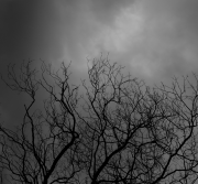 photo en contre-plongée du houppier sec de l'arbre, sur un fond de début de tempête assez alarmant