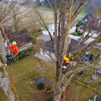 deux Elagueurs dans un bouquet de chênes suspendu en Intervention