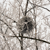 Touffe de gui bien développée visible en hiver sur un arbre hôte sans feuillage