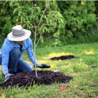 Homme en train de planter un petit arbre dans un jardin