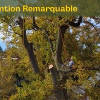 Image d'un élagueur dans un grand chêne, tronçonnant une charpentière. Miniature de notre vidéo "une Intervention remarquable"