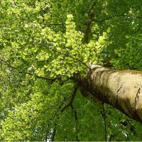 Vue en contre-plongée du tronc et du houppier d'un arbre adulte illustrant sa structure et son développement