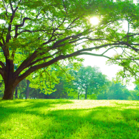 Illustration d'un arbre en espace vert représentant la notion de patrimoine arboré en copropriété