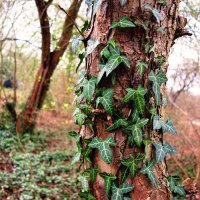 photo de lierre sur un tronc