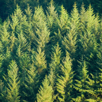 Ensemble de sapins formant un peuplement de conifères en milieu forestier