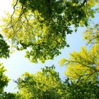 Vue en contre-plongée du tronc et du houppier d'un arbre adulte illustrant sa structure et son développement