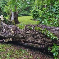 Peuplier tombé au sol, avec une présence de champignons à la base du tronc.