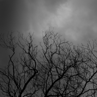 photo en contre-plongée du houppier sec de l'arbre, sur un fond de début de tempête assez alarmant