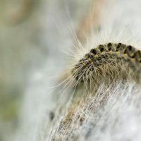 Chenille processionaire présente sur le tronc d'un arbre avec soies visibles, nécessitant une vigilance pour la sécurité