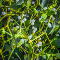 Détail des feuilles persistantes et des baies blanches du gui commun