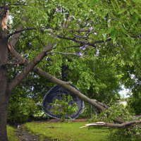 Branche maîtresse brisée et tombée sur un trampoline, illustration des risques liés au vent sur des arbres fragilisés.