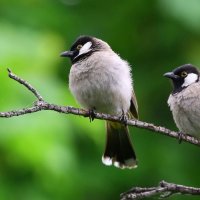 La biodiversité