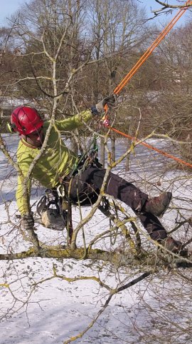 big arbre com taille