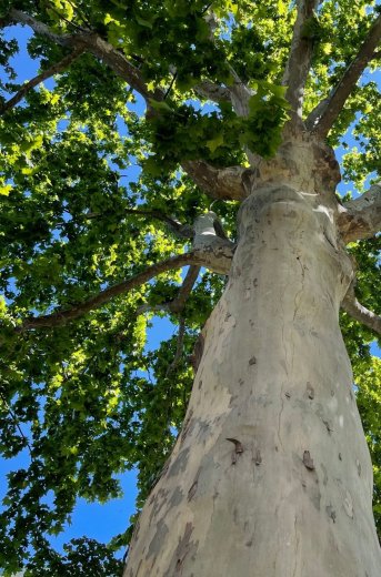 Photo en contre plongé d'un platane et ciel bleu