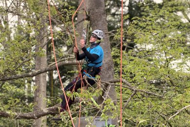 Arboriste-grimpeur-dans-un-arbre